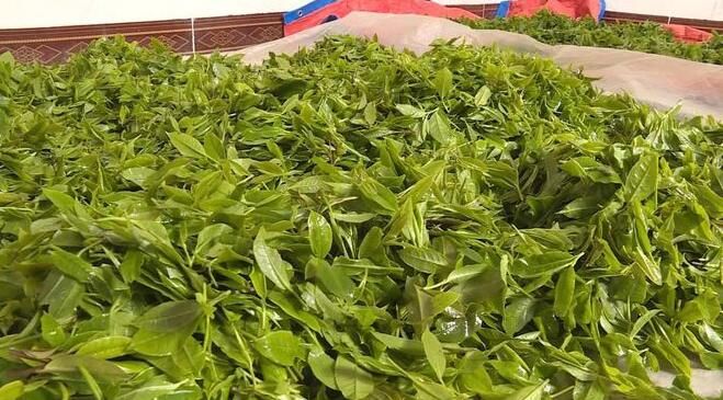 关于双凤镇:采茶种茶忙,不负好春光的消息(15)