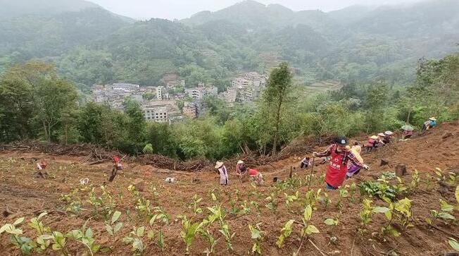 关于双凤镇:采茶种茶忙,不负好春光的消息