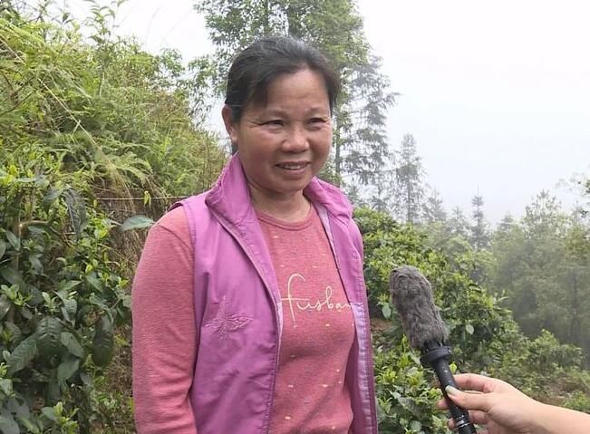 关于双凤镇:采茶种茶忙,不负好春光的消息(13)