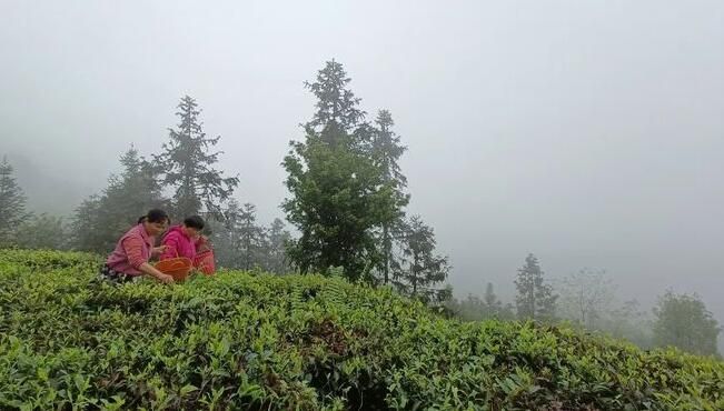 关于双凤镇:采茶种茶忙,不负好春光的消息(10)
