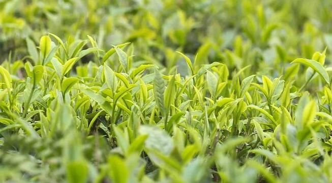 关于双凤镇:采茶种茶忙,不负好春光的消息(12)