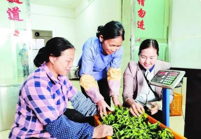 有关于凌云县玉洪瑶族乡大力发展茶叶产业助农增收的内容(3)