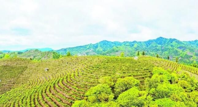 有关于凌云县玉洪瑶族乡大力发展茶叶产业助农增收的内容