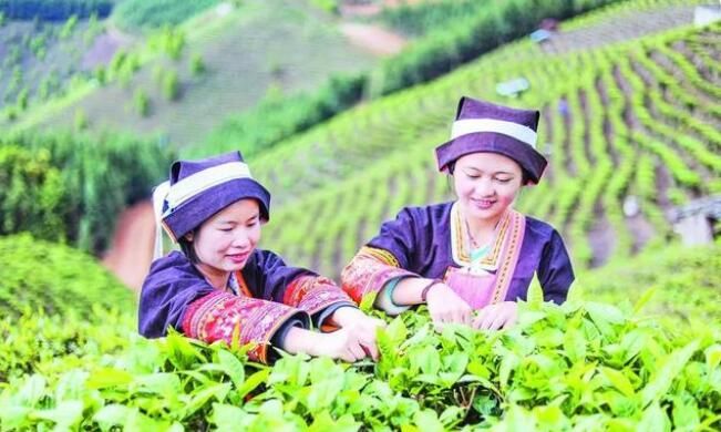 有关于凌云县玉洪瑶族乡大力发展茶叶产业助农增收的内容(1)