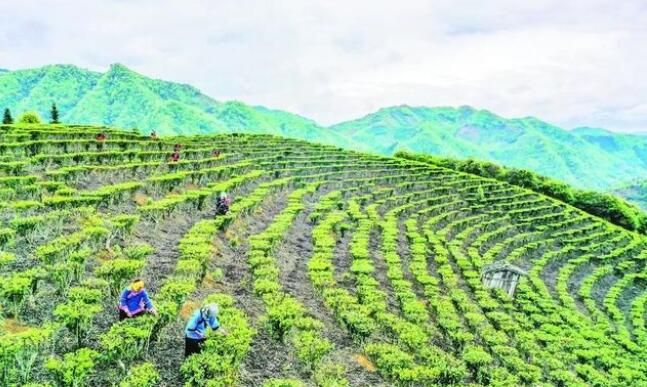 有关于凌云县玉洪瑶族乡大力发展茶叶产业助农增收的内容(4)