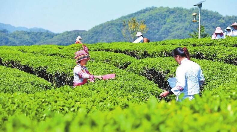 关于文山广南春茶采收忙的相关内容