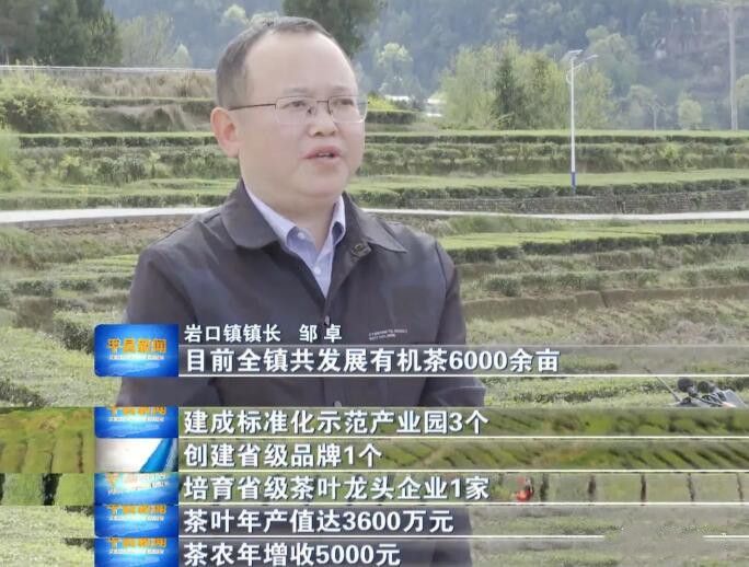 有关于平昌6.5万亩茶叶采摘忙的相关内容(7)
