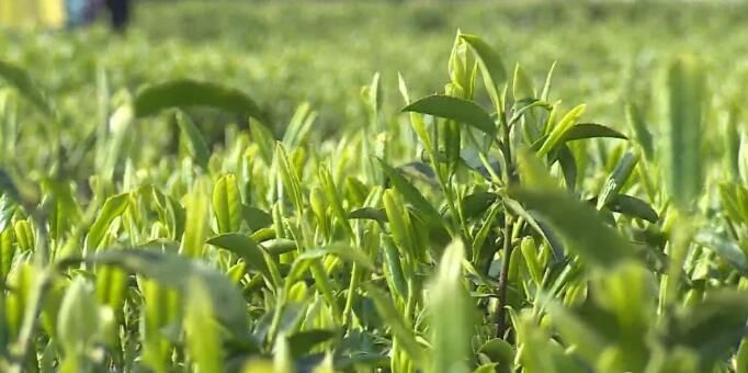 有关于平昌6.5万亩茶叶采摘忙的相关内容