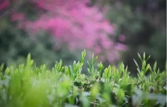 关于一周速读：2022春茶产销、云南茶产业发展报告、各地春茶上市观察的新闻(7)