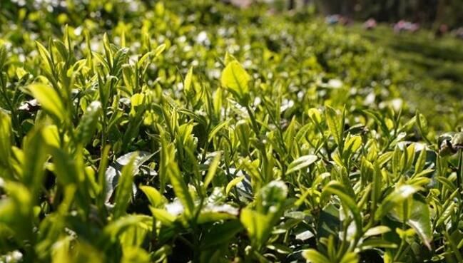 关于楚雄牟定县万亩茶山:茶农春茶采摘忙的相关内容(6)
