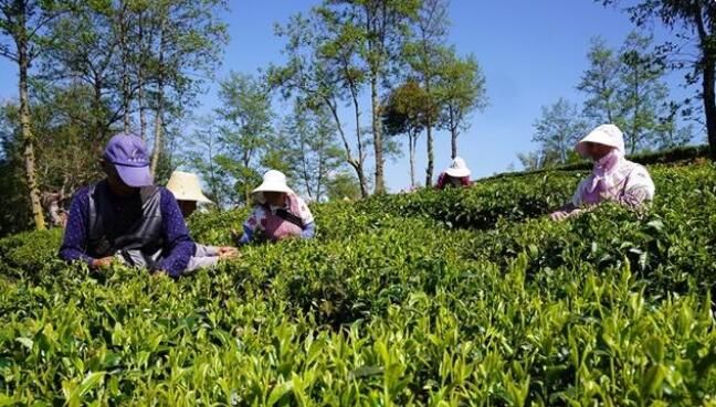 关于楚雄牟定县万亩茶山:茶农春茶采摘忙的相关内容(3)