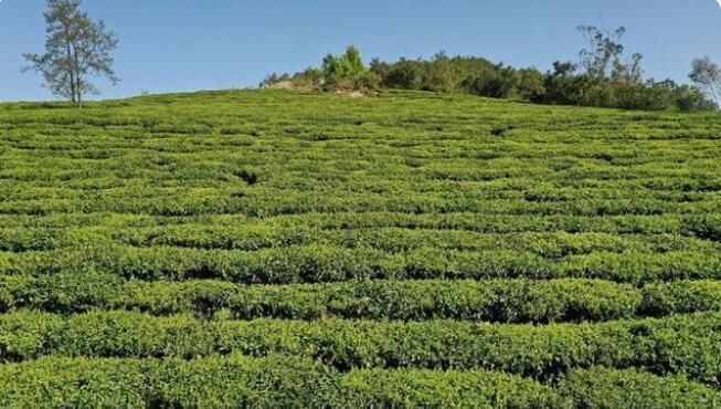 关于楚雄牟定县万亩茶山:茶农春茶采摘忙的相关内容(7)