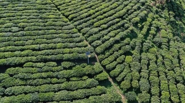 关于楚雄牟定县万亩茶山:茶农春茶采摘忙的相关内容