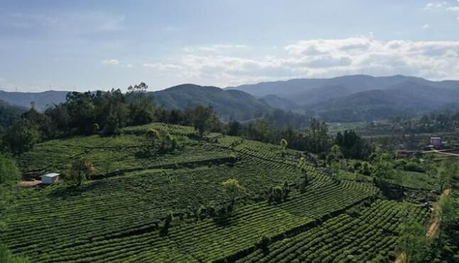 关于楚雄牟定县万亩茶山:茶农春茶采摘忙的相关内容(1)