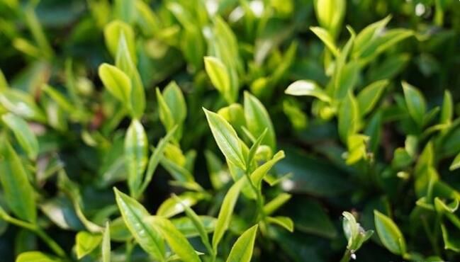关于楚雄牟定县万亩茶山:茶农春茶采摘忙的相关内容(5)