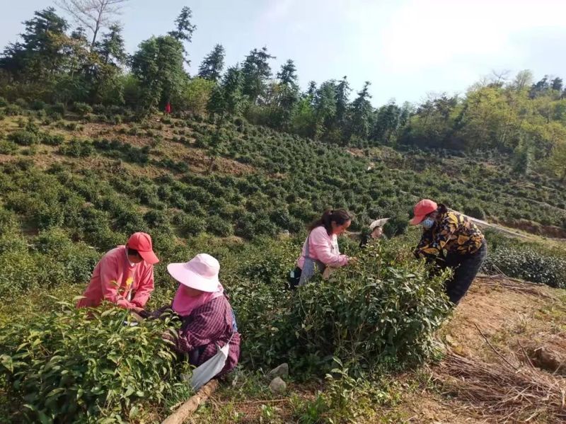 关于采茶制茶正当时：天华的春天，藏在茶香里的内容