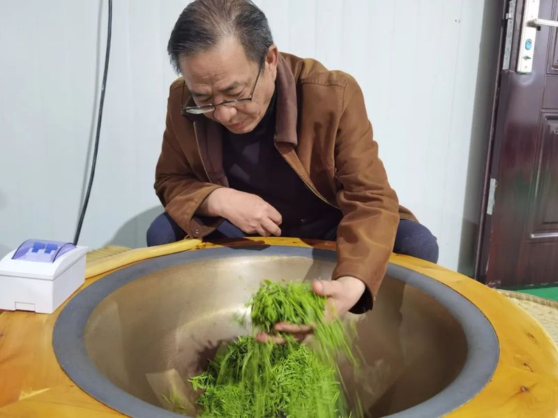 关于采茶制茶正当时：天华的春天，藏在茶香里的内容(1)