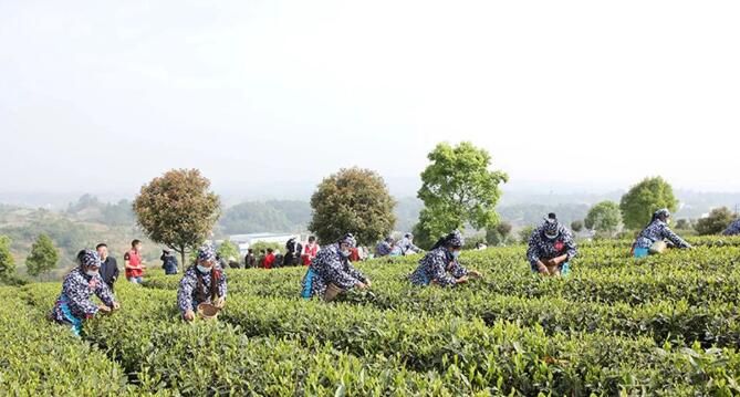 有关于重庆永川:秀芽采茶大赛4月8日举行的消息