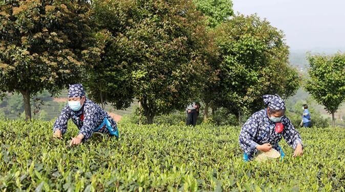 有关于重庆永川:秀芽采茶大赛4月8日举行的消息(2)