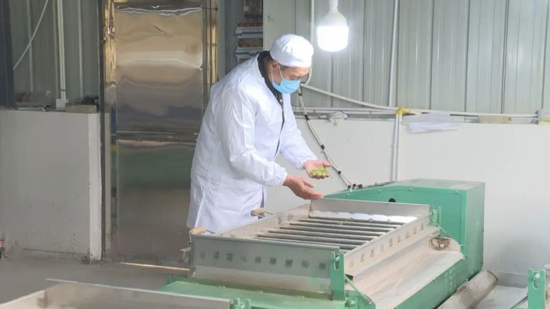 关于潜山龙潭白寨: 新建茶叶加工厂 拓宽致富增收路的内容(3)