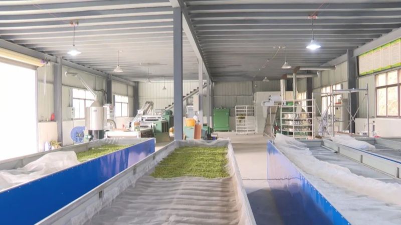 关于潜山龙潭白寨: 新建茶叶加工厂 拓宽致富增收路的内容(1)