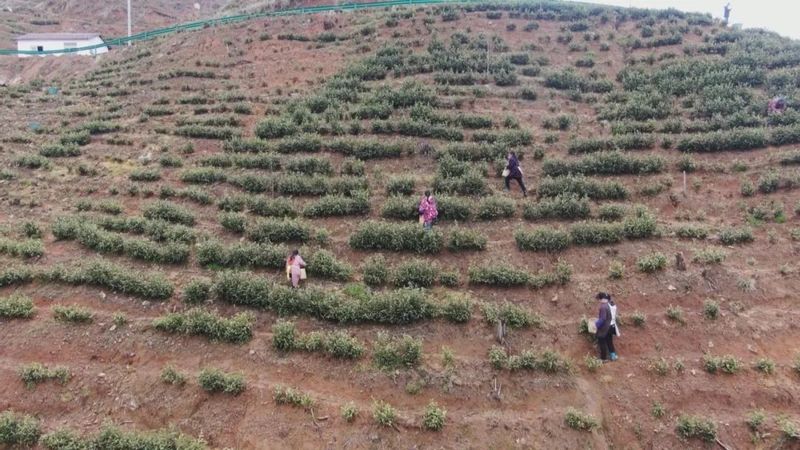 关于潜山龙潭白寨: 新建茶叶加工厂 拓宽致富增收路的内容
