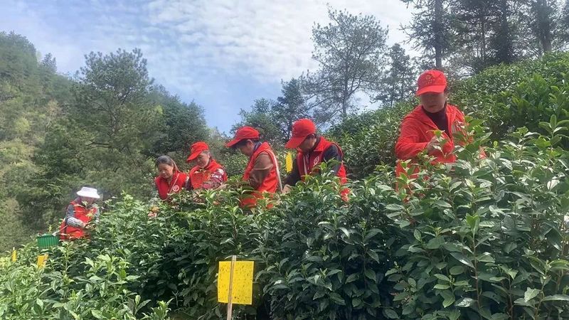 有关于黄山市多举措采茶工短缺难题的新闻(2)