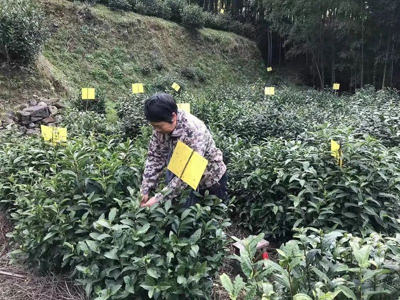 有关于黄山市多举措采茶工短缺难题的新闻(1)