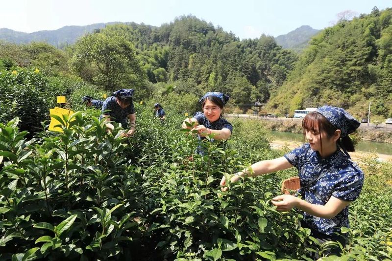 有关于黄山市多举措采茶工短缺难题的新闻