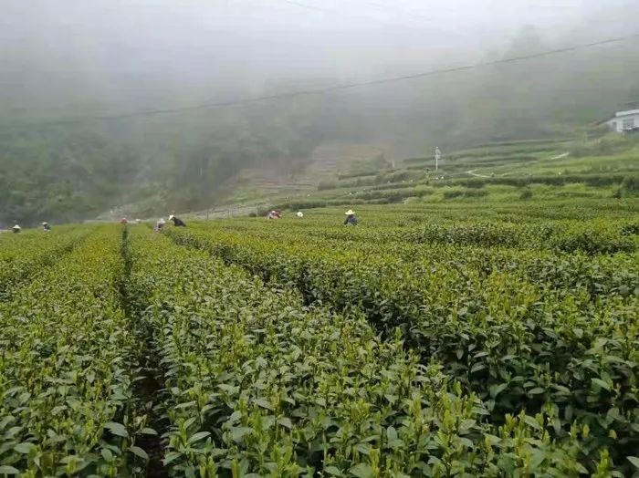 关于陕西紫阳富硒茶再次焕发活力 京东物流全程保障的资讯