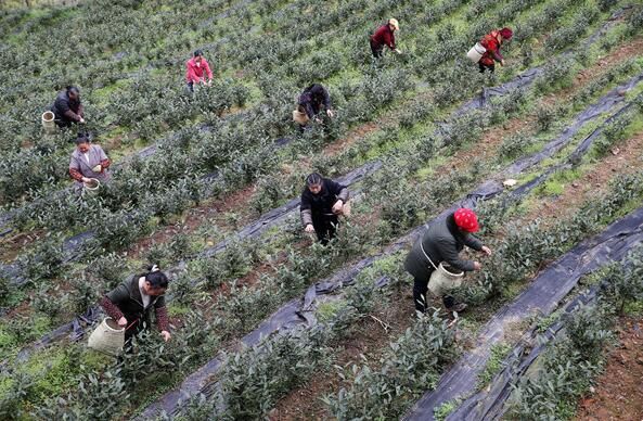有关于黔江:茶香伴春来 新绿促增收的新闻(1)