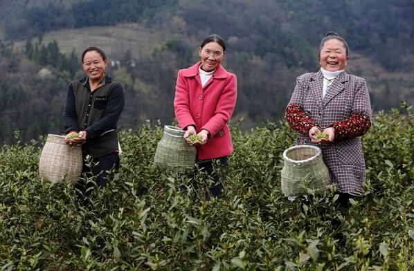 有关于黔江:茶香伴春来 新绿促增收的新闻(2)