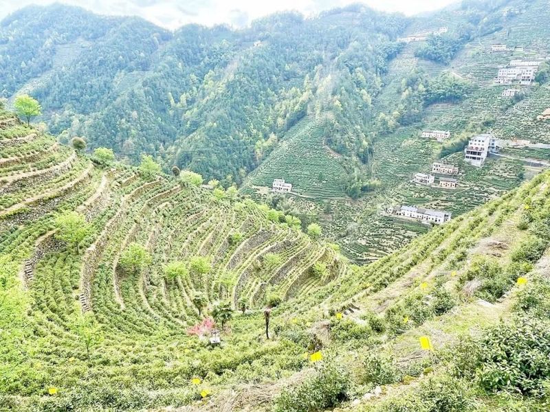 关于黄山：名优茶销售遇难题 调整结构改变营销方式的内容(1)