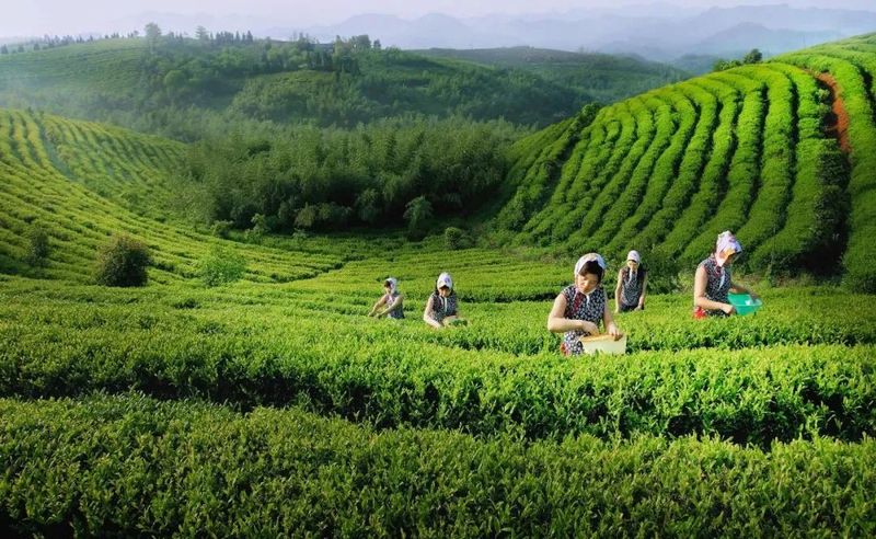 有关于2022中国（浙江·诸暨）三茶统筹发展高峰论坛即将举办的相关信息(3)