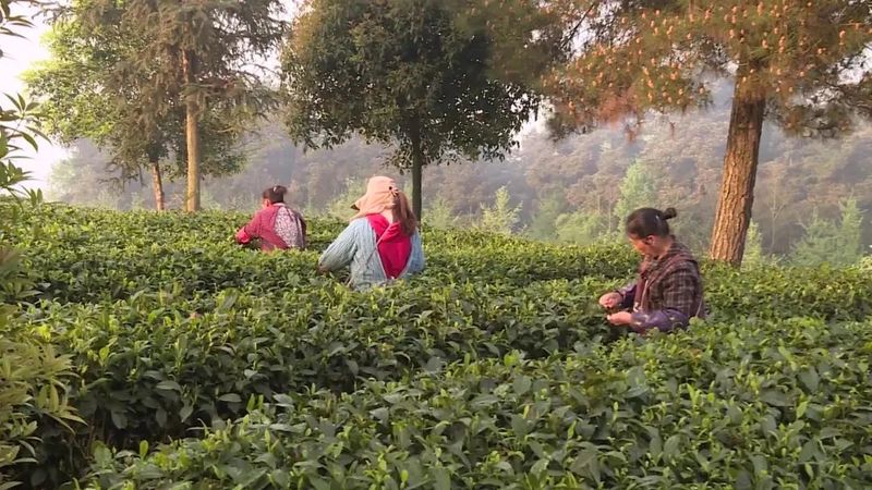 有关于贵州湄潭:春意正浓茶正香 又是一年采茶时的新闻(5)
