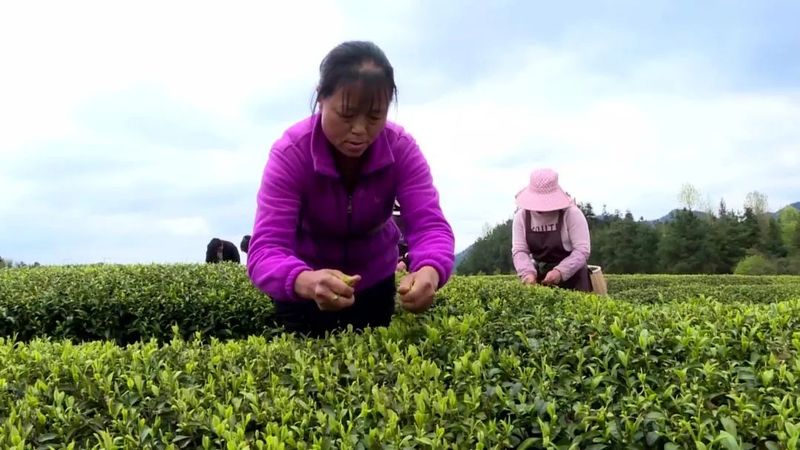 有关于贵州湄潭:春意正浓茶正香 又是一年采茶时的新闻(4)
