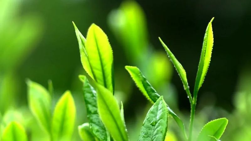 有关于贵州湄潭:春意正浓茶正香 又是一年采茶时的新闻(2)