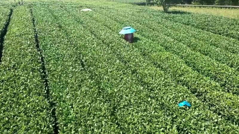 有关于贵州湄潭:春意正浓茶正香 又是一年采茶时的新闻(3)