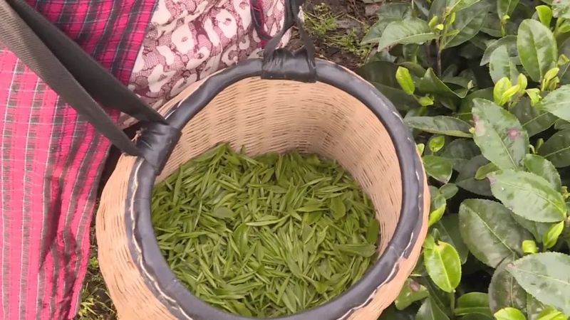 有关于贵州湄潭:春意正浓茶正香 又是一年采茶时的新闻(6)