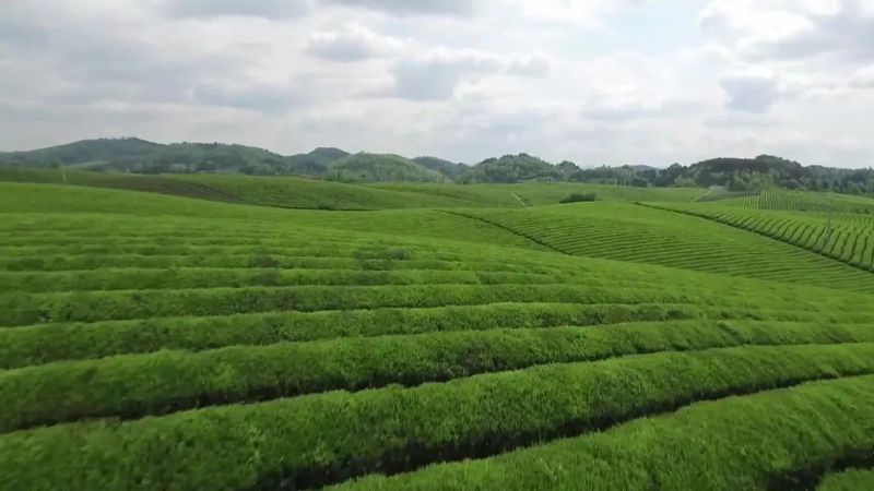 有关于贵州湄潭:春意正浓茶正香 又是一年采茶时的新闻