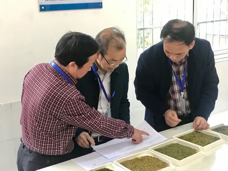 有关于第二届广元黄茶斗茶大赛于4月6日在旺苍县开赛的资讯(8)