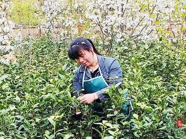 关于安徽岳西:集体茶园美 村民采茶忙的资讯