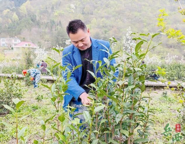 关于安徽岳西:集体茶园美 村民采茶忙的资讯(1)