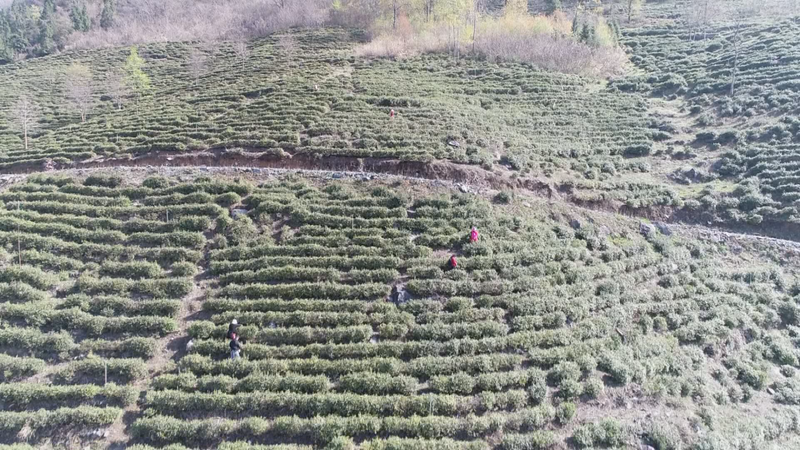 有关于陕西镇坪:茶园春茶香 茶农采茶忙的内容