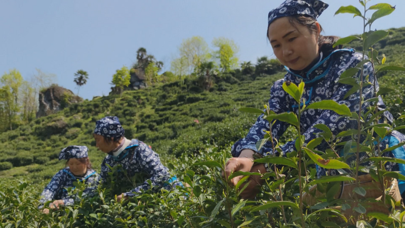 有关于陕西镇坪:茶园春茶香 茶农采茶忙的内容(2)