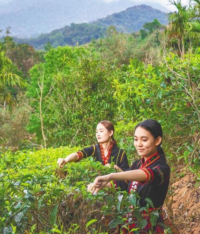 有关于五指山市水满乡:春催新芽,茶叶飘香的信息