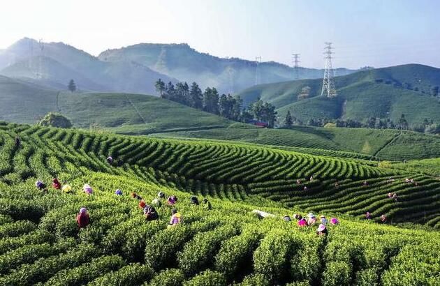 有关于浙江安吉18万外来采茶工免费核酸检测安全返乡的消息