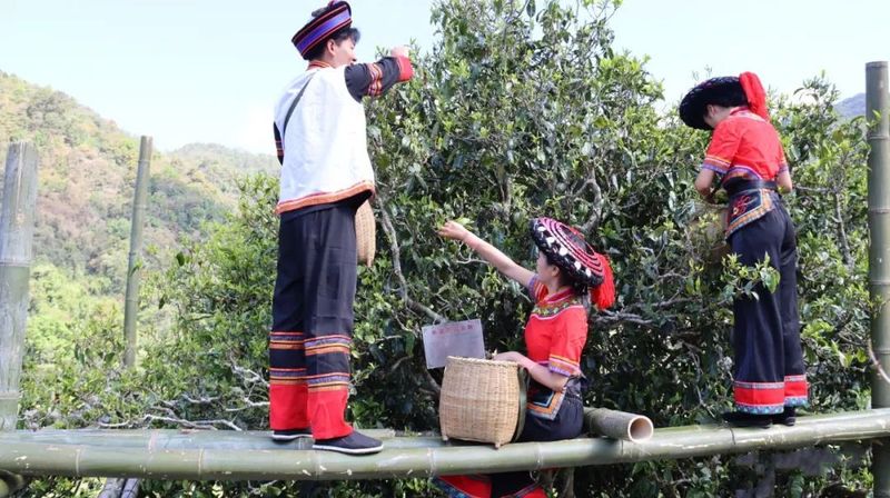 关于“千家寨爷号”普洱茶“三爷”砍盆箐开采的信息(6)
