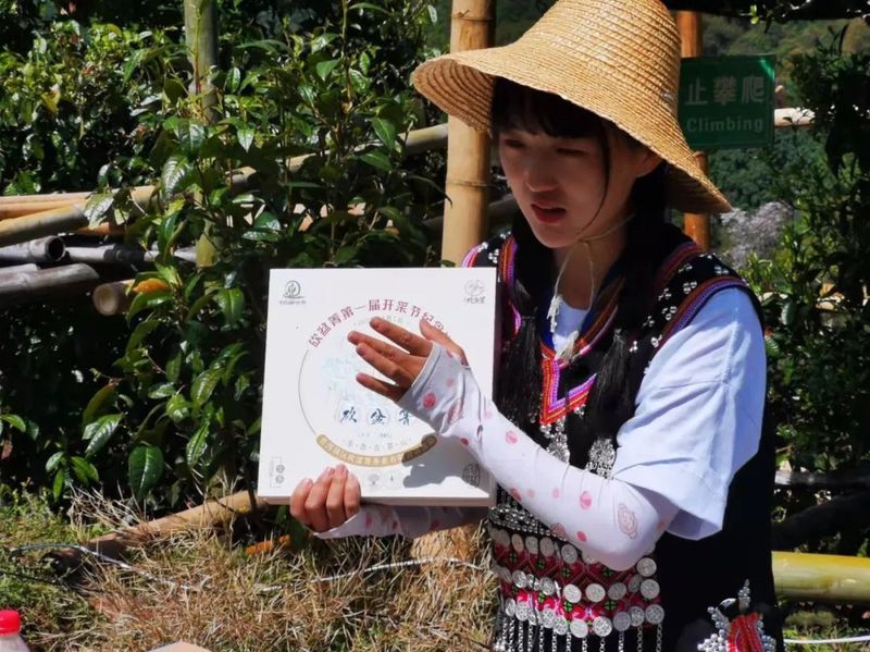 关于“千家寨爷号”普洱茶“三爷”砍盆箐开采的信息(5)
