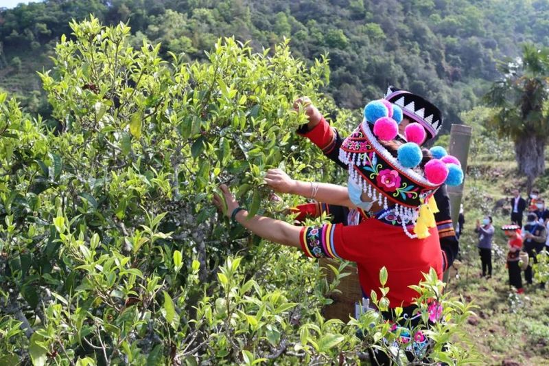 关于“千家寨爷号”普洱茶“三爷”砍盆箐开采的信息(8)